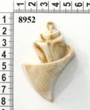 Accesorii Vestimentare